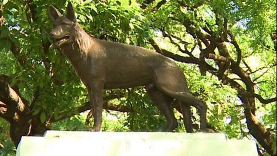 La historia de "Chonino" por la que hoy se festeja el Día Nacional del Perro