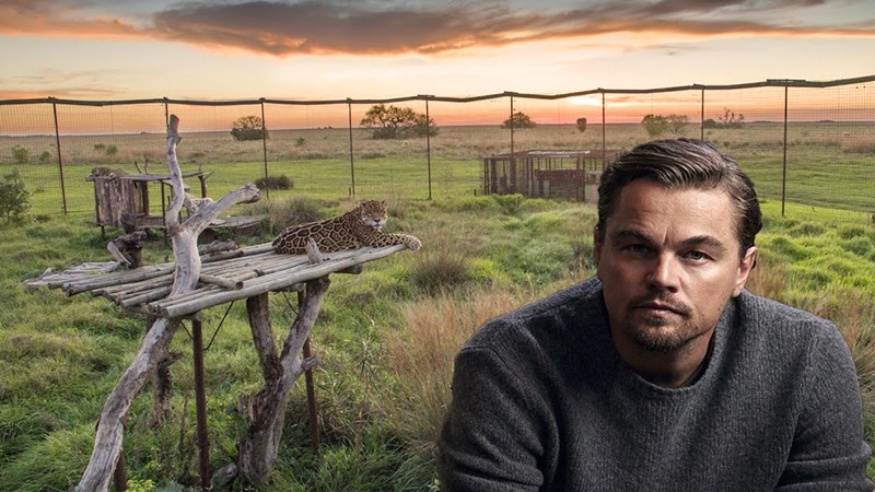 Leonardo DiCaprio celebró que el Iberá tenga 12 yaguaretés viviendo en libertad