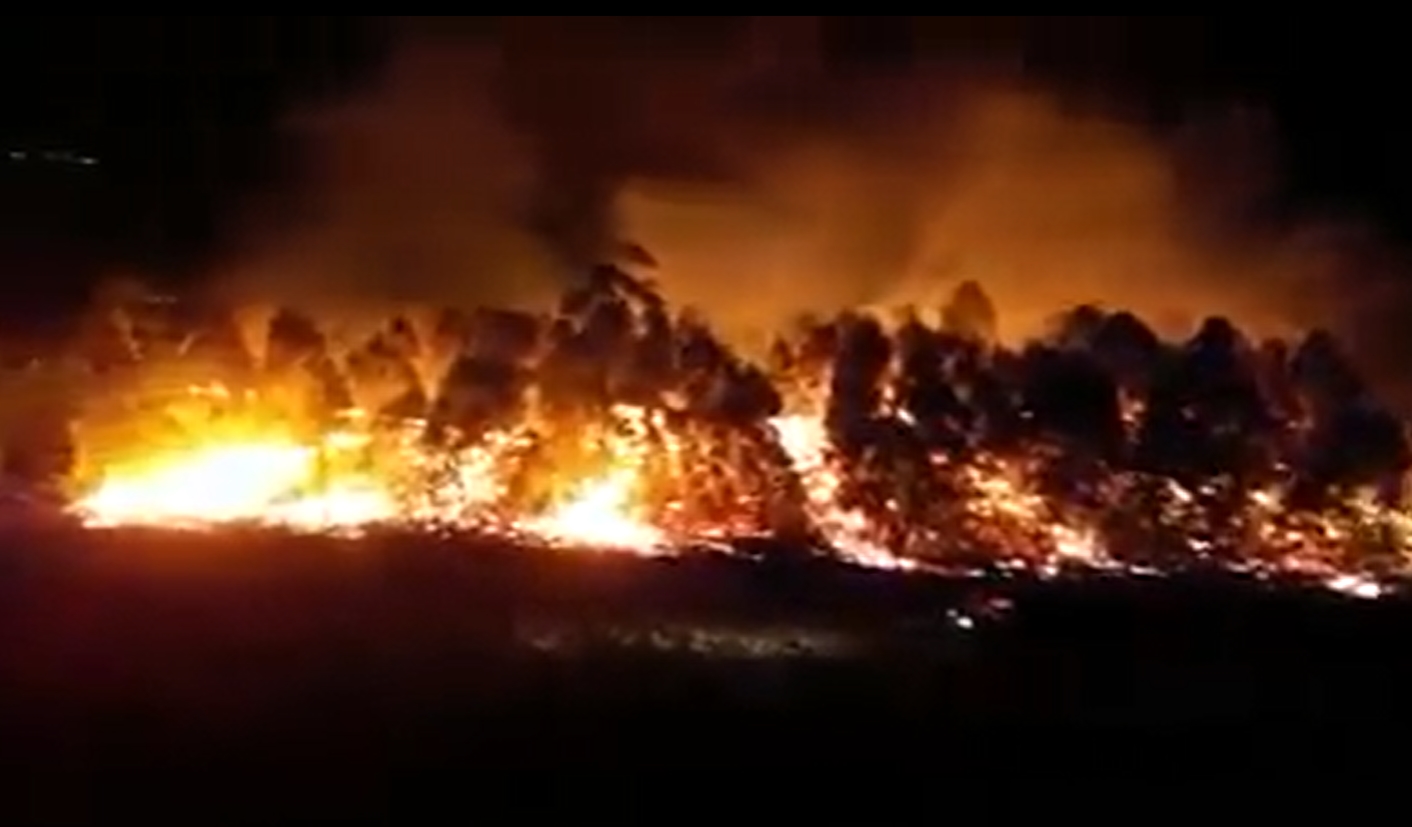Corrientes: otro incendio intencional de pastizales se extendió a una forestación