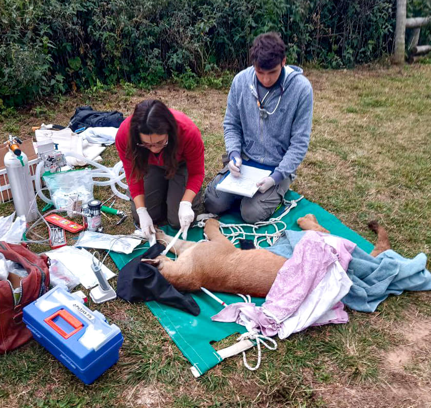 Goya: así rescataron al puma que apareció en un desagüe