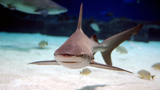 Los arrestaron por tener siete tiburones robados en la pileta de su casa