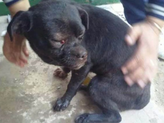 Goya: condenan a 3 meses de prisión a un hombre que golpeó salvajemente a un perro
