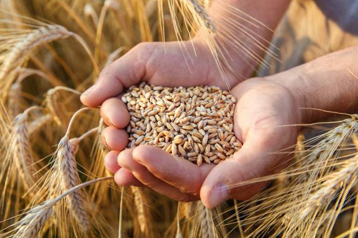 El primer lote de trigo de la Argentina fue producido en Corrientes