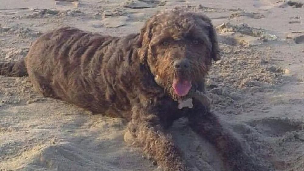 Su perro le comió 10 "lucas" en billetes
