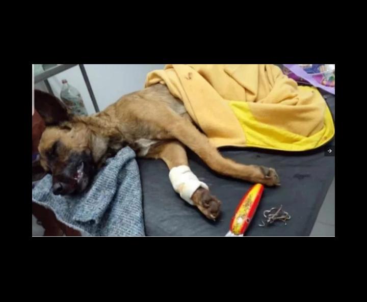 Corrientes: una enfermera le salvó la vida a un perro herido por anzuelos