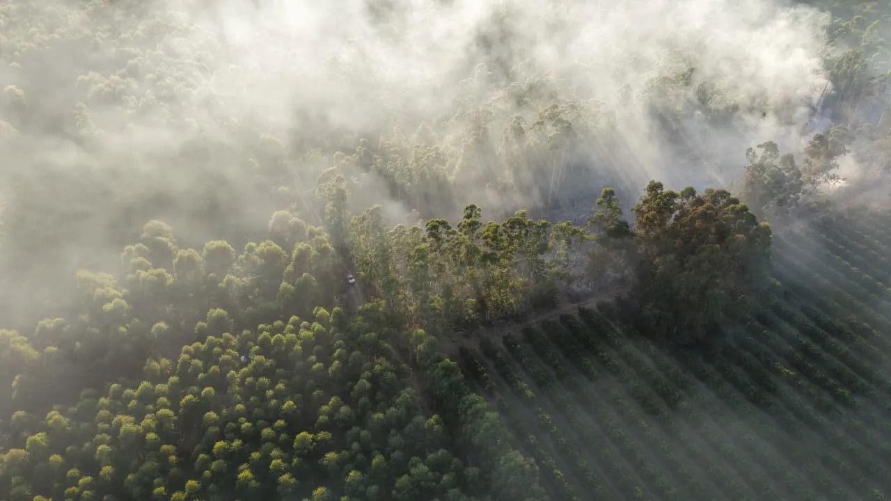 Se quemaron 16 hectáreas de una forestal de Corrientes
